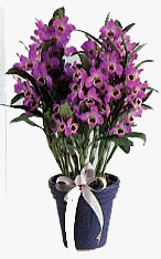 dendrobum.JPG (10922 �o�C�g)